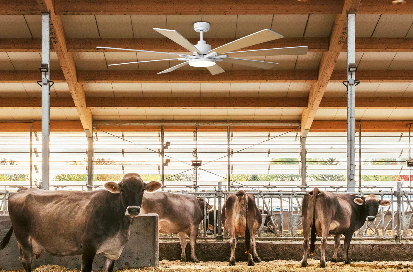 How Airflow Impacts Animal Health More Than You Think - Vaczon